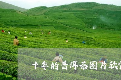 十年的普洱茶图片欣赏/2023072356058