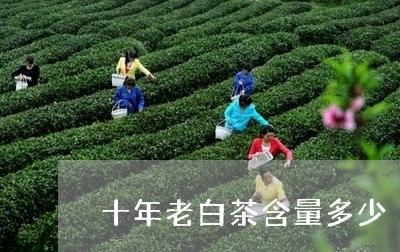 十年老白茶含量多少/2023071629504