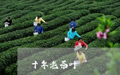 十年老茶叶/2023041785012