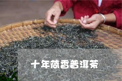 十年荷香普洱茶/2023112628262