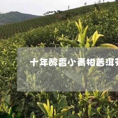 十年醇香小青柑普洱茶/2023092740493