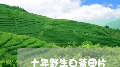 十年野生白茶图片/2023061529814