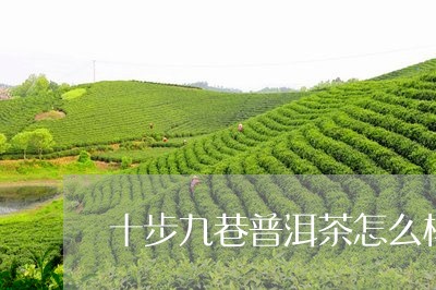 十步九巷普洱茶怎么样/2023061515725