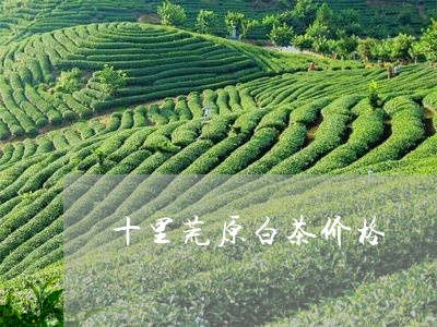 十里荒原白茶价格/2023061552584