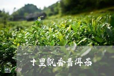 十里飘香普洱茶/2023102623840