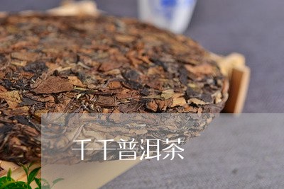 千千普洱茶/2023090505947