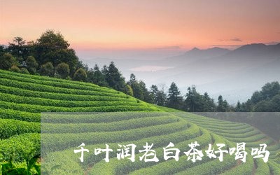 千叶润老白茶好喝吗/2023121794027