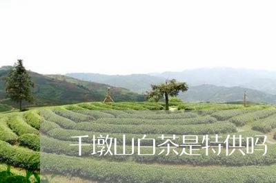 千墩山白茶是特供吗/2023081396969