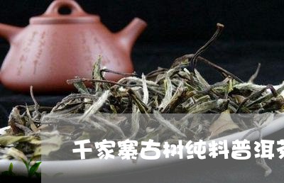 千家寨古树纯料普洱茶/2023092612705