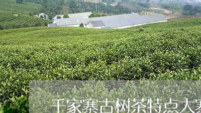 千家寨古树茶特点大寨普洱茶/2023052730272