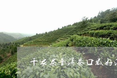 千家寨普洱茶口感好淡/2023092673929