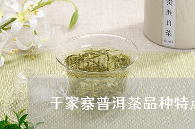 千家寨普洱茶品种特点/2023093007682