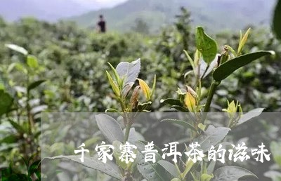 千家寨普洱茶的滋味/2023042904838