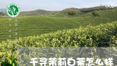 千寻茉莉白茶怎么样/2023121715247