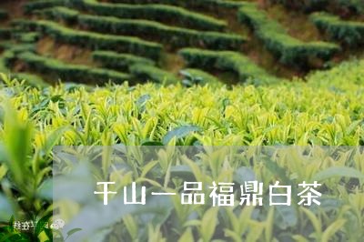 千山一品福鼎白茶/2023061553038