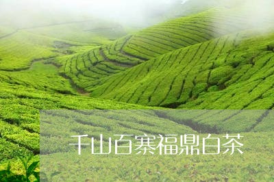 千山百寨福鼎白茶/2023112584269