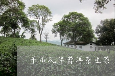 千山风华普洱茶生茶/2023071059693