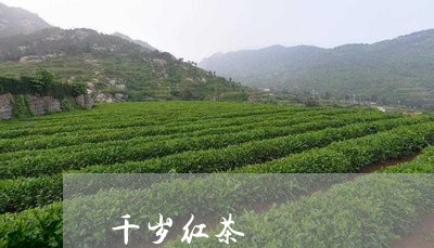 千岁红茶/2023110949402