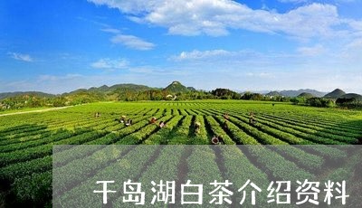 千岛湖白茶介绍资料/2023071563804