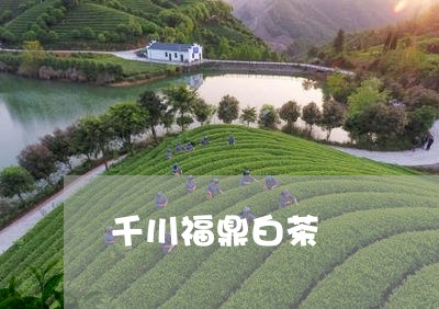 千川福鼎白茶/2023111669414