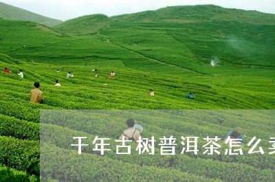 千年古树普洱茶怎么卖/2023092604250