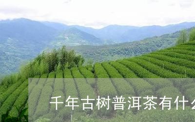 千年古树普洱茶有什么好处/2023082660594