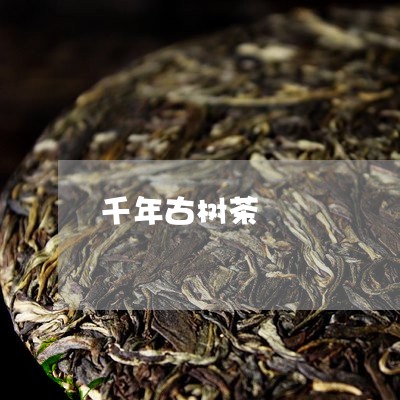 千年古树茶/2023090686162