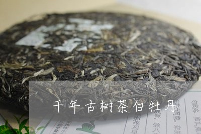 千年古树茶白牡丹/2023090589460