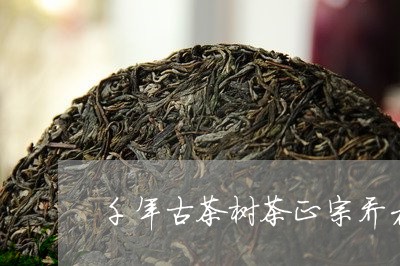 千年古茶树茶正宗乔木班章茶/2023052716248