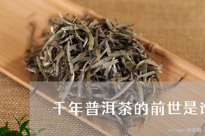 千年普洱茶的前世是谁啊/2023112841694