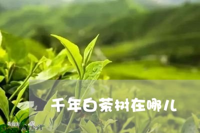 千年白茶树在哪儿/2023061546291