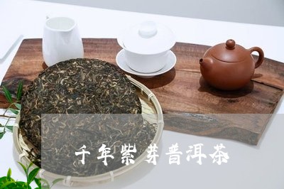 千年紫芽普洱茶/2023082939572