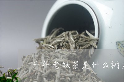 千年老妖茶是什么树芽/2023060992838