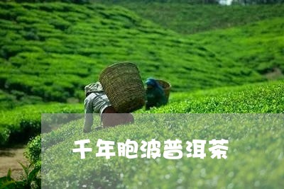 千年胞波普洱茶/2023101660814