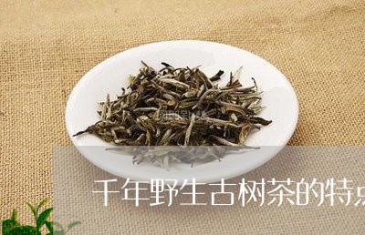 千年野生古树茶的特点/2023061084159