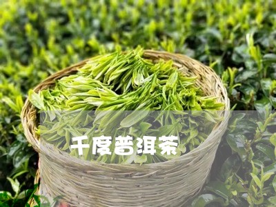 千度普洱茶/2023121563946