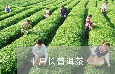 千户长普洱茶/2023090601682