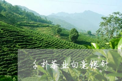 千朴茶业白毫银针/2023090738170