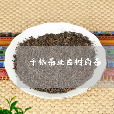 千林茶业古树白茶/2023111595158