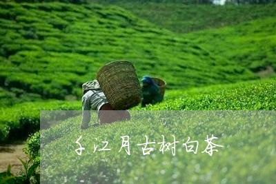 千江月古树白茶/2023082614916