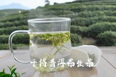 千浔普洱茶生茶/2023102614149