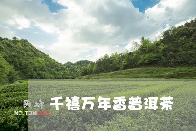 千禧万年香普洱茶/2023120494026