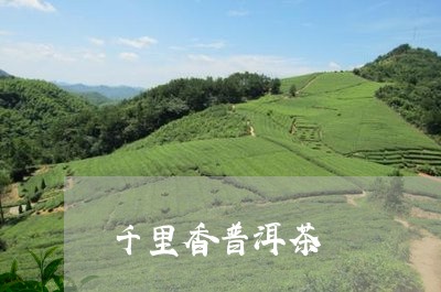 千里香普洱茶/2023090631484