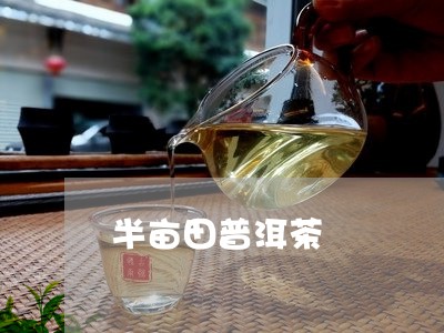 半亩田普洱茶/2023102601705