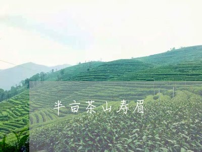 半亩茶山寿眉/2023112512069