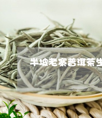 半坡老寨普洱茶生茶200g/2023082926028