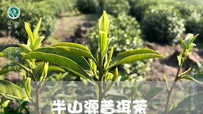 半山源普洱茶/2023042756528