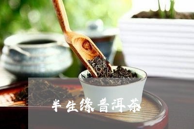 半生缘普洱茶/2023042640992