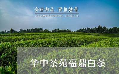 华中茶苑福鼎白茶/2023062814926