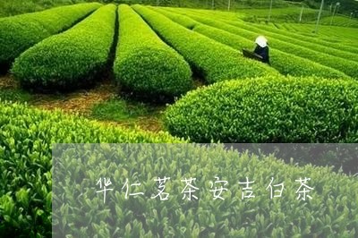 华仁茗茶安吉白茶/2023061571624